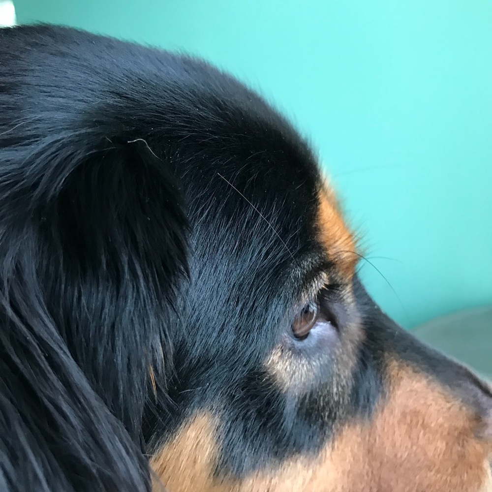 Meet your Posher, Joyce